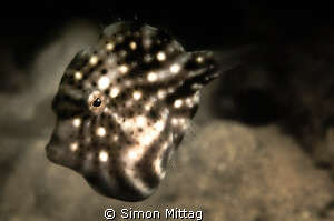 Pygmy Leatherjacket by Simon Mittag 